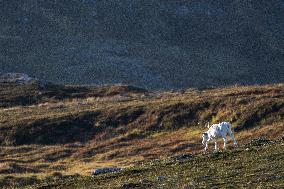 Reindeer At Nordkapp