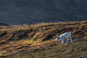 Reindeer At Nordkapp