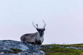 Reindeer At Nordkapp