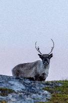 Reindeer At Nordkapp