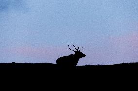 Reindeer At Nordkapp