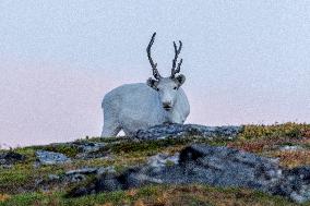 Reindeer At Nordkapp