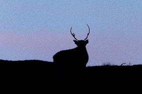 Reindeer At Nordkapp