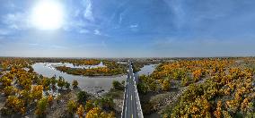 Populus Euphratica