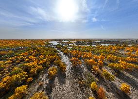 Populus Euphratica