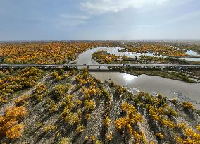 Populus Euphratica