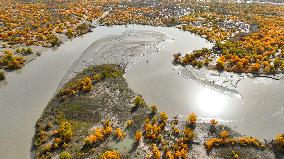 Populus Euphratica