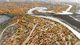 Populus Euphratica