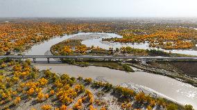 Populus Euphratica