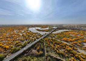 Populus Euphratica