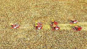 Organic Red Sorghum Harvest in Zhangye