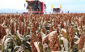 Organic Red Sorghum Harvest in Zhangye