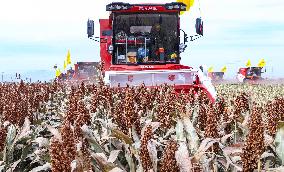 Organic Red Sorghum Harvest in Zhangye