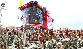 Organic Red Sorghum Harvest in Zhangye