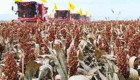 Organic Red Sorghum Harvest in Zhangye