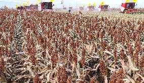 Organic Red Sorghum Harvest in Zhangye