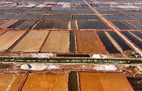 Salt Harvesting - China