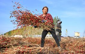 Autumn Harvest - China