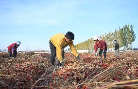 Autumn Harvest - China