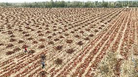 Autumn Harvest - China