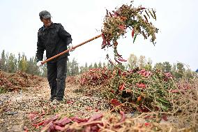 Autumn Harvest - China