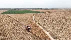 Autumn Harvest - China