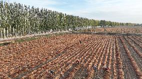 Autumn Harvest - China