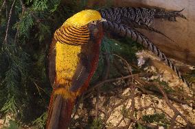 Golden Pheasant