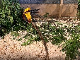 Golden Pheasant