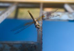 Coral-tailed Cloudwing - Tholymis Tillarga - Animal India