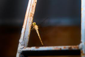 Coral-tailed Cloudwing - Tholymis Tillarga - Animal India