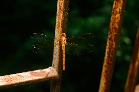 Coral-tailed Cloudwing - Tholymis Tillarga - Animal India