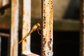 Coral-tailed Cloudwing - Tholymis Tillarga - Animal India