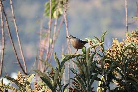 A Bird Perches On A Tree Branch In Poonch District, Jammu And Kashmir