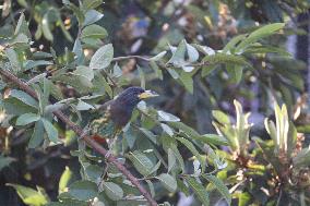 A Bird Perches On A Tree Branch In Poonch District, Jammu And Kashmir