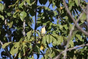 A Bird Perches On A Tree Branch In Poonch District, Jammu And Kashmir