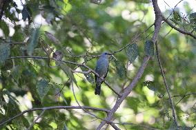 A Bird Perches On A Tree Branch In Poonch District, Jammu And Kashmir