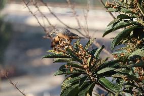 A Bird Perches On A Tree Branch In Poonch District, Jammu And Kashmir