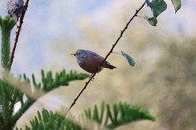 A Bird Perches On A Tree Branch In Poonch District, Jammu And Kashmir