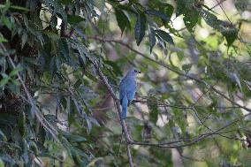 A Bird Perches On A Tree Branch In Poonch District, Jammu And Kashmir