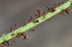 Bronze Brown Dandelion Aphids