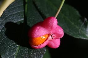 Fruit Growing On A European Spindle Tree