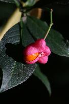 Fruit Growing On A European Spindle Tree