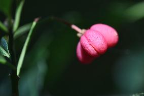 Fruit Growing On A European Spindle Tree