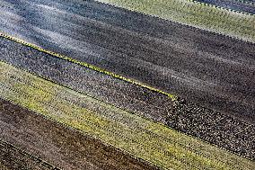 Galicia Garlic Planting In Lesser Poland Region