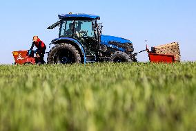 Galicia Garlic Planting In Lesser Poland Region