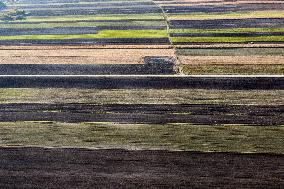 Galicia Garlic Planting In Lesser Poland Region