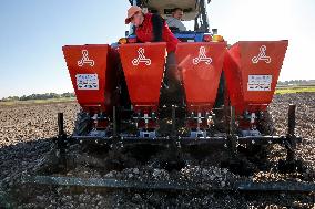 Galicia Garlic Planting In Lesser Poland Region