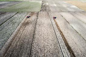 Galicia Garlic Planting In Lesser Poland Region