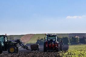 Galicia Garlic Planting In Lesser Poland Region